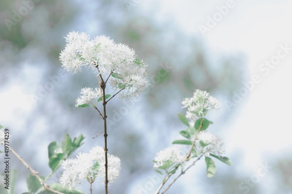 Obraz snow covered branches