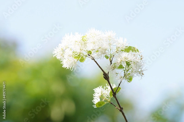 Obraz blossoming apple tree