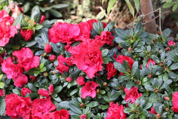 Obraz red and white tulips