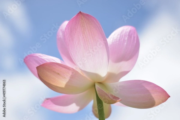 Fototapeta 蓮の花
