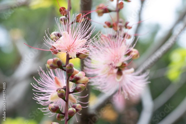 Obraz bee on a flower