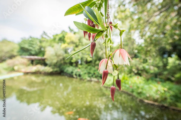 Obraz red and green leaves