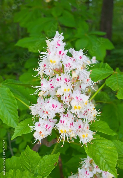 Fototapeta Blossoming chestnut.