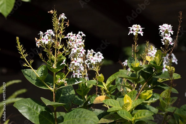 Obraz bee on lavender