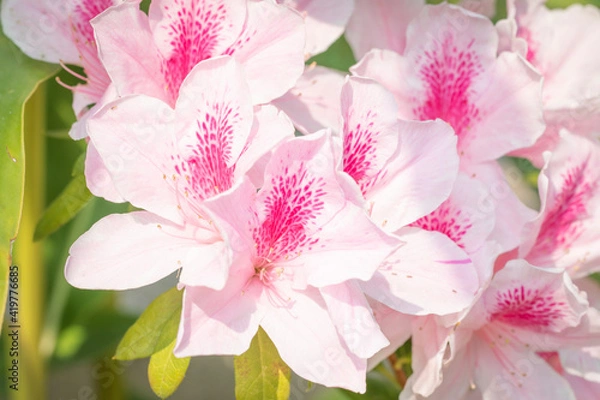 Obraz pink orchid flower