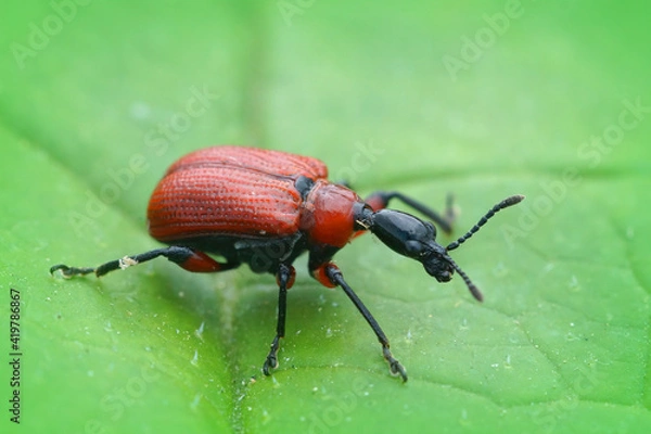 Fototapeta Closeup of a small red colorful  hazel-leaf roller weevil , apoderus coryli, on a green leaf