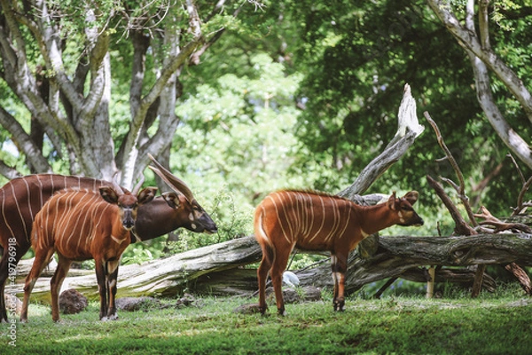Obraz Honolulu Zoo Oahu Hawaii
