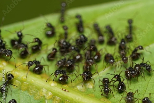 Fototapeta The black garden ant, also known as the common black ant, is a formicine ant, the type species of the subgenus Lasius