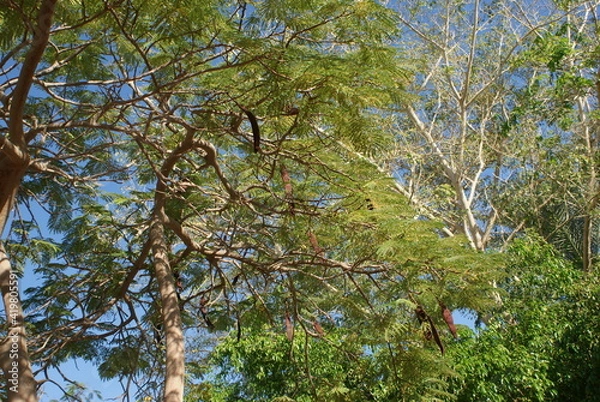 Fototapeta exotic tree