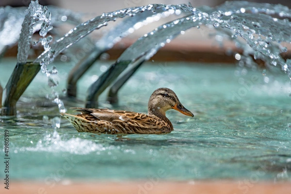 Obraz duck in the water