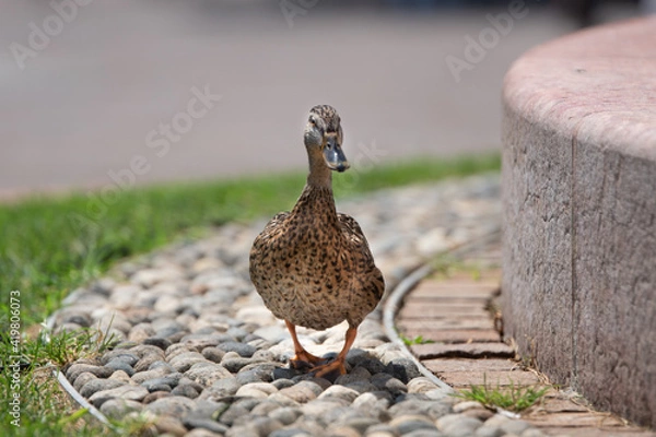 Obraz duck in the park