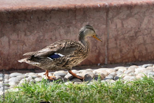 Obraz duck on the ground