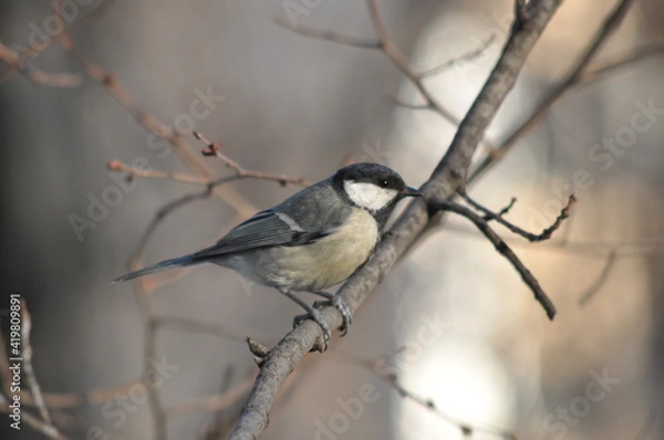 Obraz Titmouse on a tree close-up