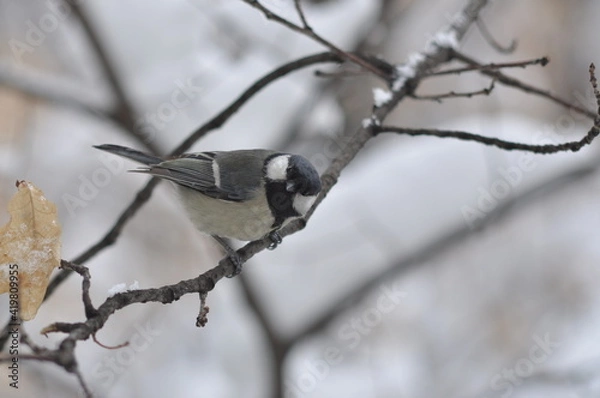 Obraz Titmouse on a tree close-up