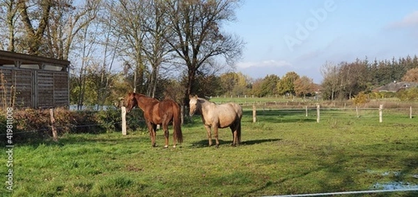 Obraz horses in a field