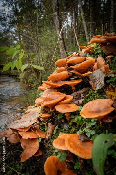 Obraz Countless mushrooms growing from a green moss blanket by the Ligatne river near Ligatne, Latvia