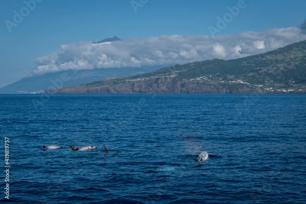 Fototapeta Dolphins off the island of pico und mount pico