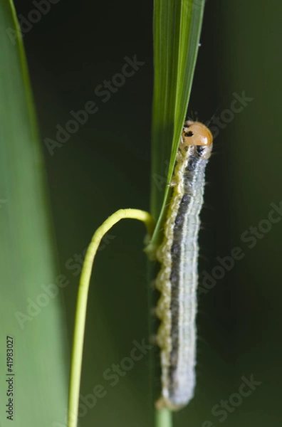 Fototapeta caterpillar