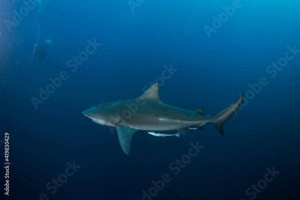 Fototapeta Bull shark during the dive. Sharks in the deep. Marine life in the Indian ocean. Sharks kingdom. 