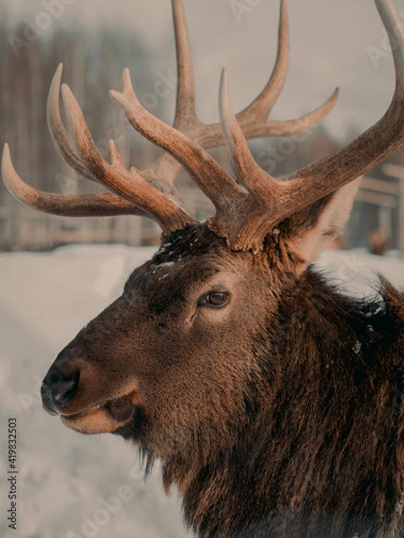 Obraz portrait of a cute red deer on a snowy winter forest background