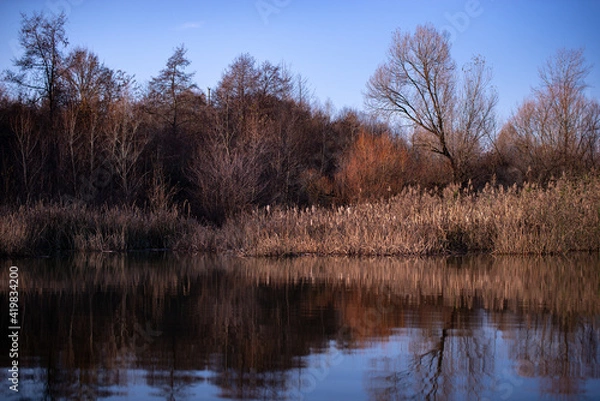 Fototapeta reed and rush reflected in the luster of the water at the edge of the lake. Phragmites australis plants during autumn season