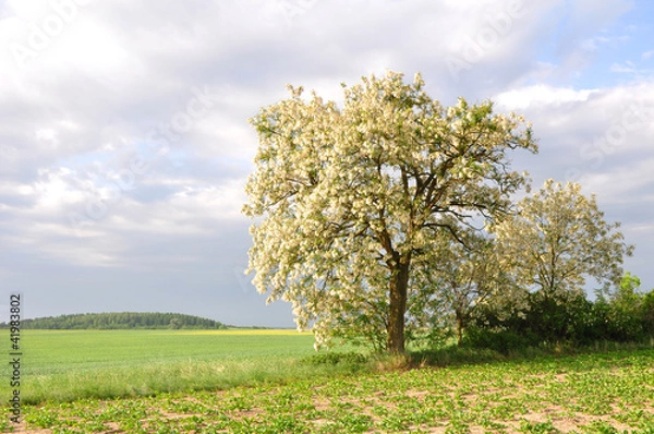 Obraz Robinia pseudoacacia