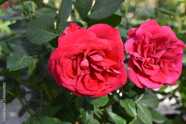 Obraz Beetrose 'Rouge Meilove'