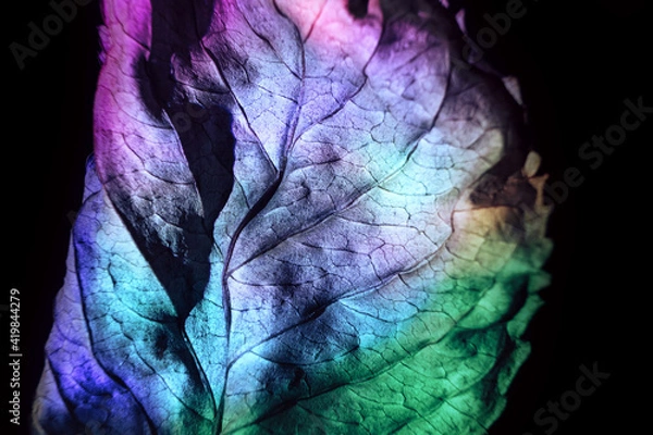 Obraz Beautiful abstraction leaf texture  neon light. Minimalism retro style concept. Background pattern for design. Macro photography view.