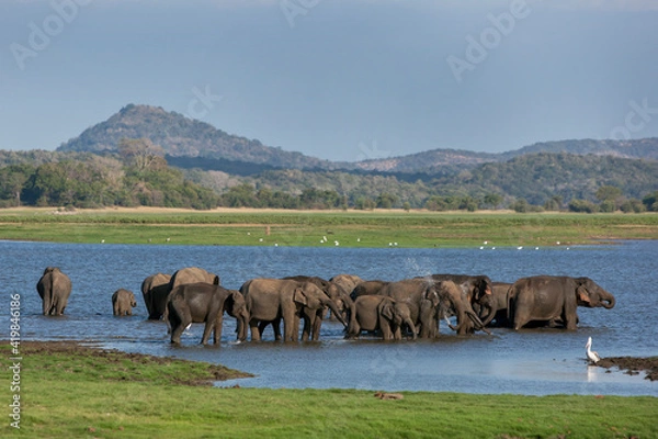 Fototapeta A herd of wild elephants bathing in the tank (man-made reservoir) at Minneriya National Park in the late afternoon. Minneriya National Park is located in central Sri Lanka, near the town of Habarana.