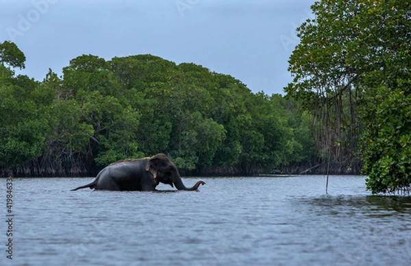Fototapeta A wild elephant crosses past mangrove trees in the Pottuvil Lagoon in the late afternoon. Pottuvil is located on the east coast of Sri Lanka.