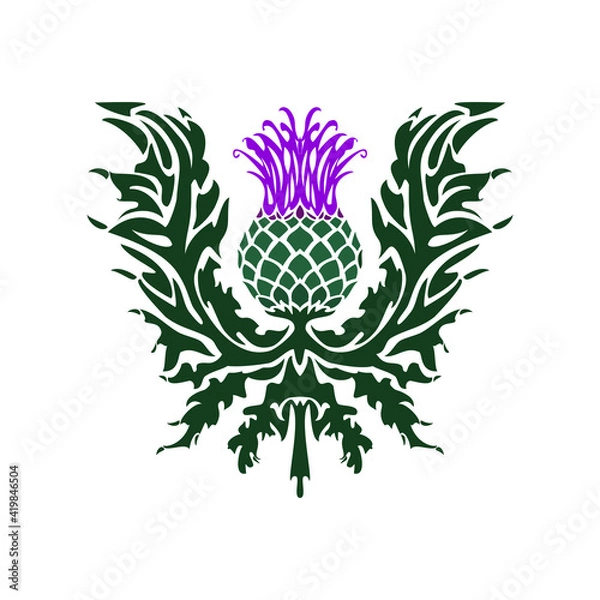 Obraz Thistle is the symbol of Scotland. Flower with leaves isolated on a white background
