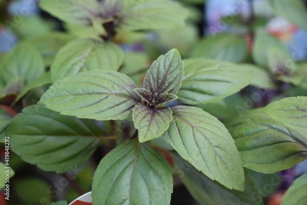 Obraz Roter Strauchbasilikum 