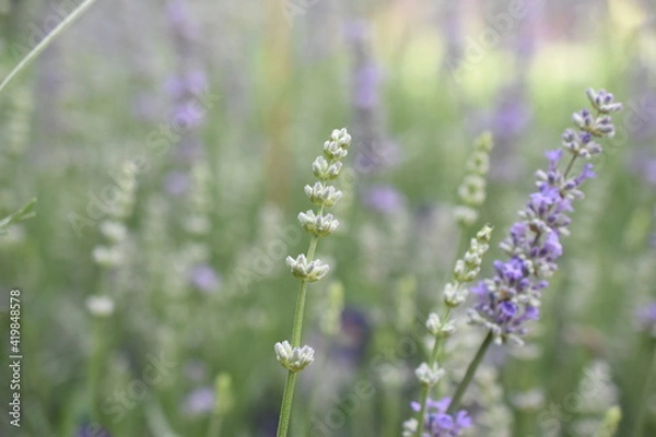 Fototapeta Lavendel
