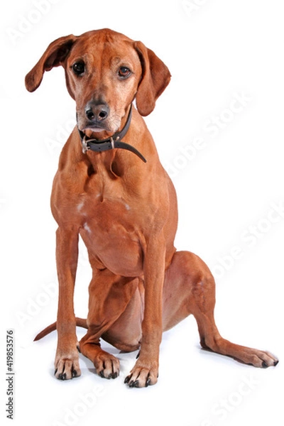 Fototapeta rhodesian ridgeback isolated on a white background