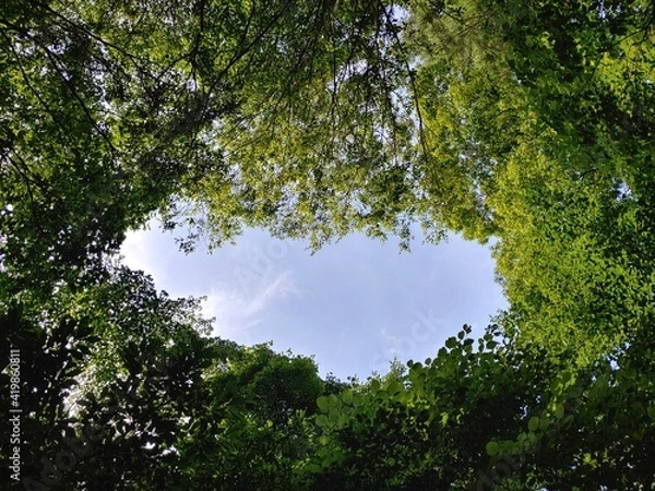 Fototapeta trees and sky