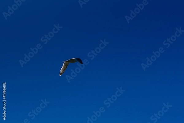 Obraz Gull flying in blue sky