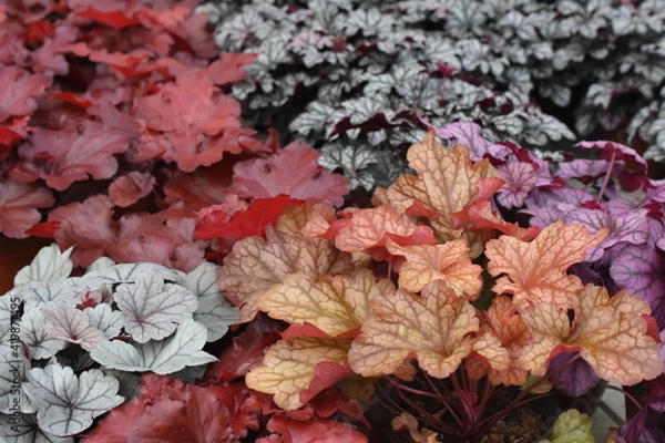 Obraz Purpurglöckchen