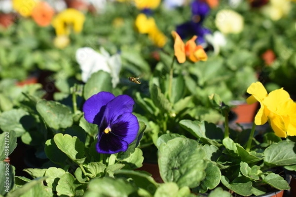 Fototapeta Hornveilchen 