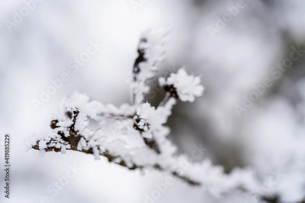 Obraz Blätter mit Raureif