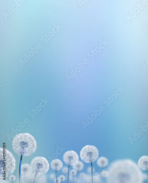 Obraz white dandelions on blue background