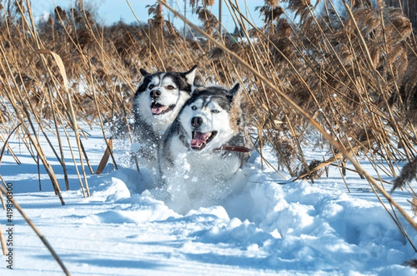 Fototapeta Huskies run on a snowdrift in the reeds in winter