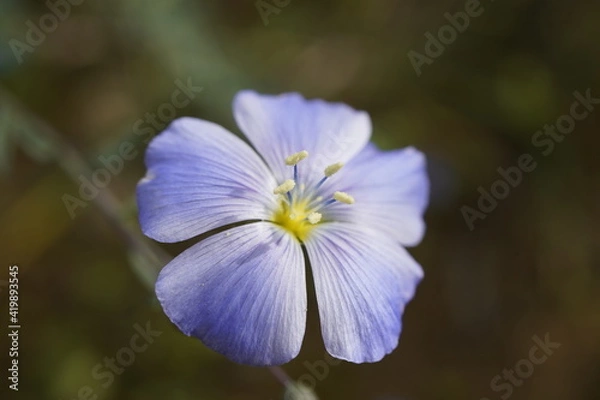 Fototapeta forget me not
