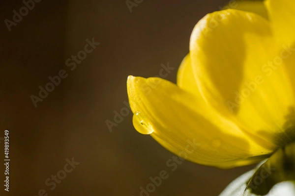 Obraz blühender Winterling