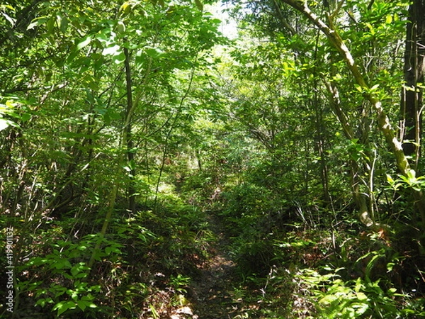 Obraz 初夏の尾張本宮山の山道