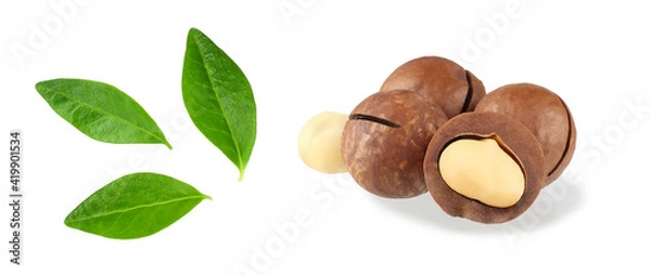 Obraz Macadamia nuts with leaf isolated on white background