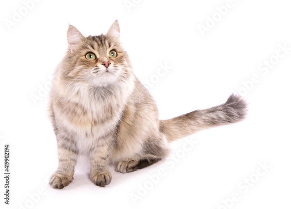 Fototapeta Brown tortoiseshell Siberian Cat