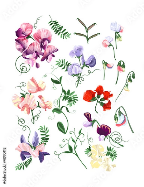 Fototapeta Colorful realistic set of sweet pea flowers and leafs.