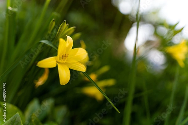 Fototapeta gelbe lilie
