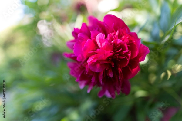 Obraz rosa Pfingstrose