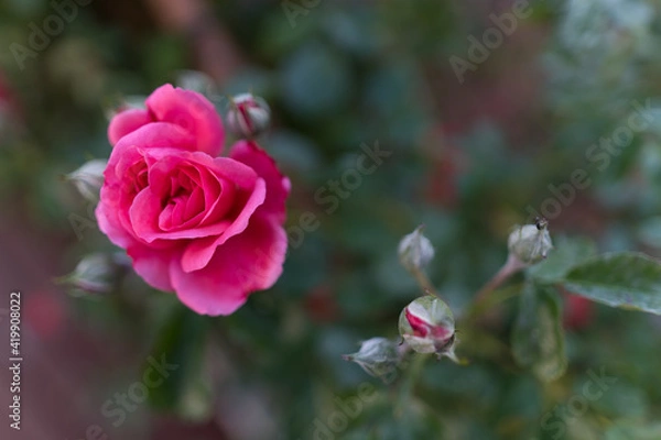 Obraz rosa Pfingstrose